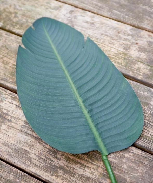 Strelitzia Leaf M